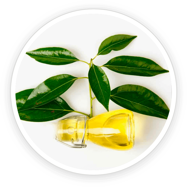 camphor oil