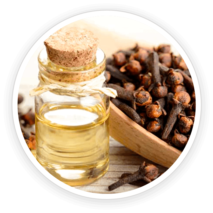 clove bud oil